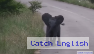 Look what this adorable elephant calf does when he meets a bevy of birds  