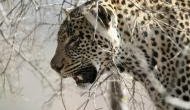 7-year-old boy killed by leopard in UP village 