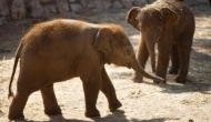 Villagers suffered loss of Rs. 70,000 as elephants vandalise their house