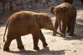 Jumbo applause: Kerala will soon have ambulance service for wild elephants 