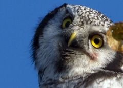 Some Delhiites go owl hunting on Diwali. Here's why 
