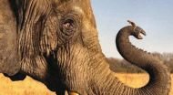 Mice have longer sperms than Elephants. Here's why 
