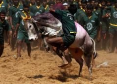 Supreme Court dismisses petitions supporting Jallikattu 