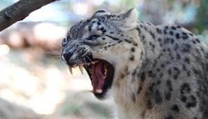 Gujarat: Forest Department tries to tranquilise leopard which allegedly killed 3 people in the area