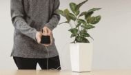 This incredible new tech turns plants into powerplants 