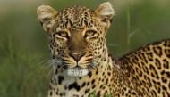 Watch: Couple vacationing in Nainital finds leopard pacing about in hotel room! 