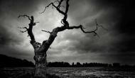 Russian couple spends 10 days on tree without eating food; know shocking reason
