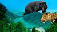 Where the wild things go: Nainital's furry visitors give cause for concern 