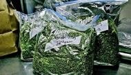 Drugs worth Rs 1 crore destroyed in Tripura