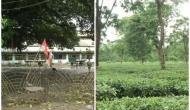West Bengal: Tea trade unions call for 3-day strike