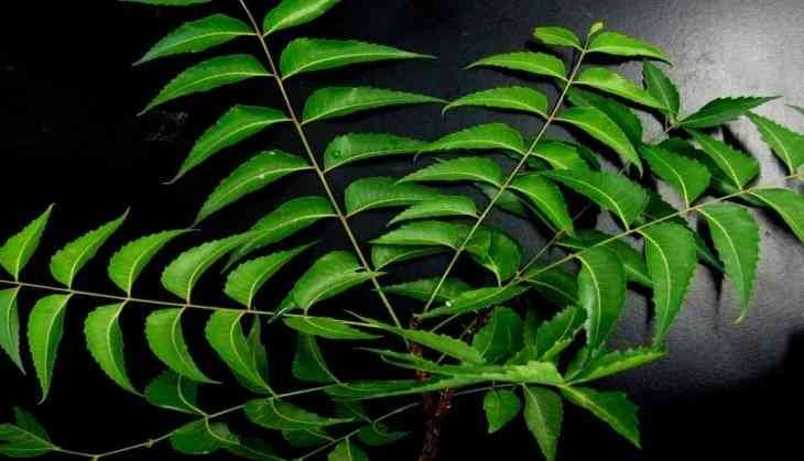 Neem_tree
