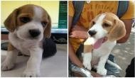 Food delivery executive walks off with pet beagle, captured in CCTV 