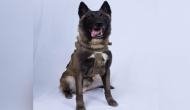US president Donald Trump reveals name of military dog injured in raid to kill al-Baghdadi