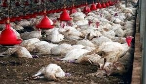 Japan: Thousands of chickens to be culled in Ibaraki Prefecture amid bird flu outbreak 