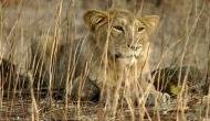 Chennai: Four lions found infected with delta variant of COVID-19 at Arignar Anna Zoological Park 