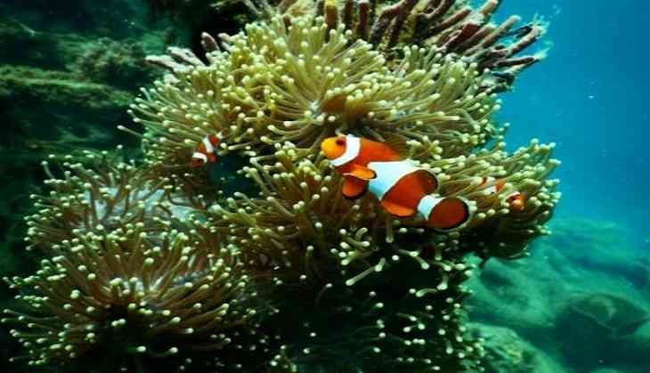 coral