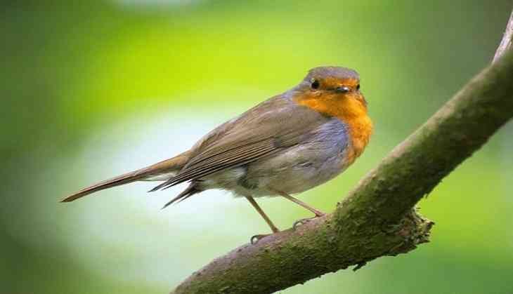 bird