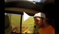 Tourist opens car window to pet lion; what happens next will scare you!