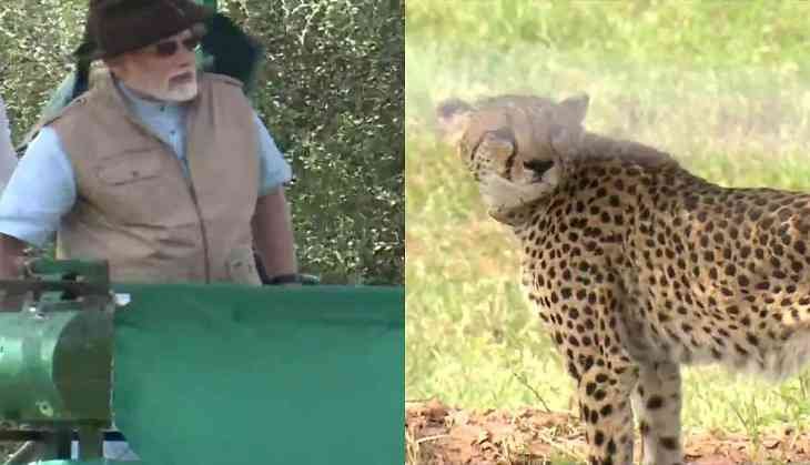 These big cats were brought from Namibia this morning.