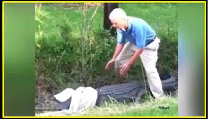 alligator swat its head around and knocks man down