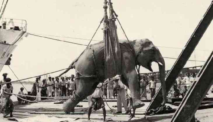 The Hanging of Mary the Elephant