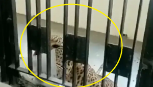 On Video: Leopard enters court premises in Ghaziabad, injured many