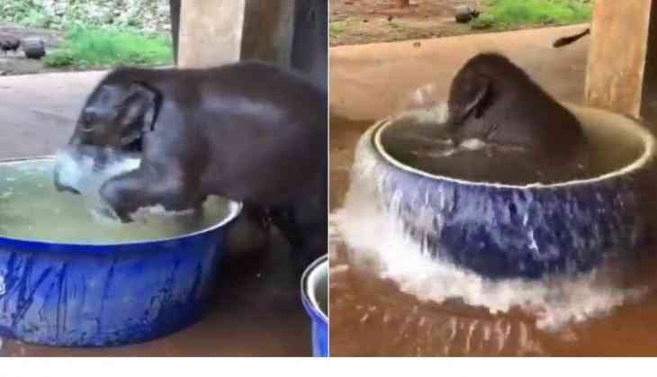 Baby elephant's bath time ritual will melt your heart