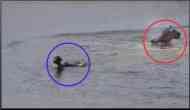 Smartness Counts: Deer Outsmarts Tiger in Sunderbans Showdown!