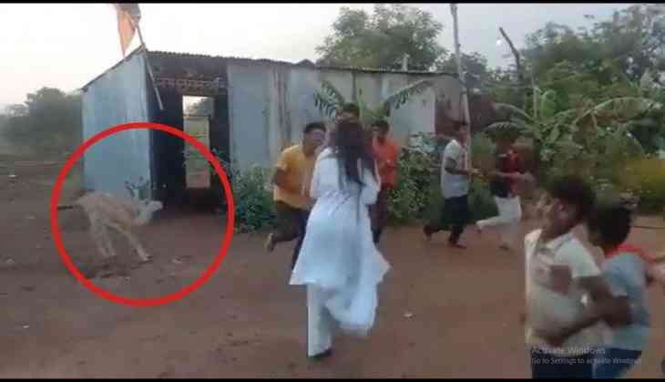 Blackbuck mirrors devotional dance!