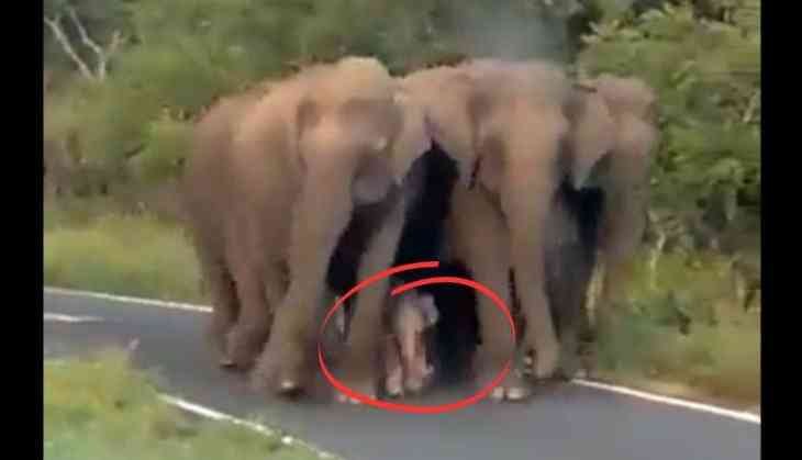 Elephants are Masters of Protective Vigilance