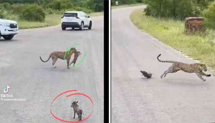 Leopard's Greed Backfires