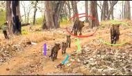 Rare Video: Father Tiger pitches in to raise cubs
