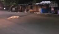 Monsoon Enigma: Crocodile crossing baffles Kota, Rajasthan locals