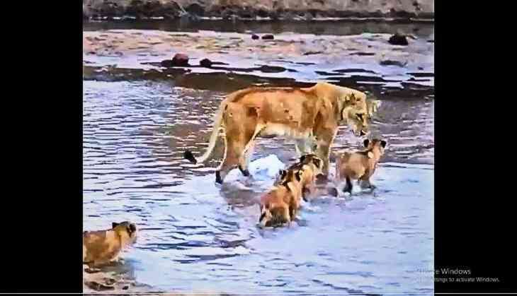 How mother transforms cubs into mighty lions