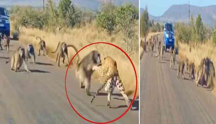 Baboons unite to foil leopard's hunt