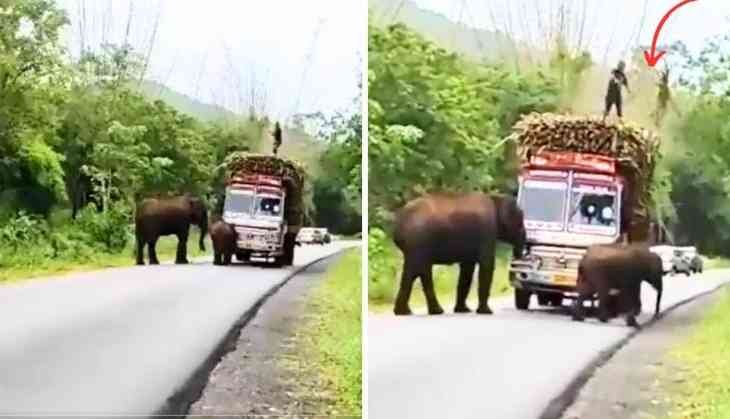 Elephant Tollbooth