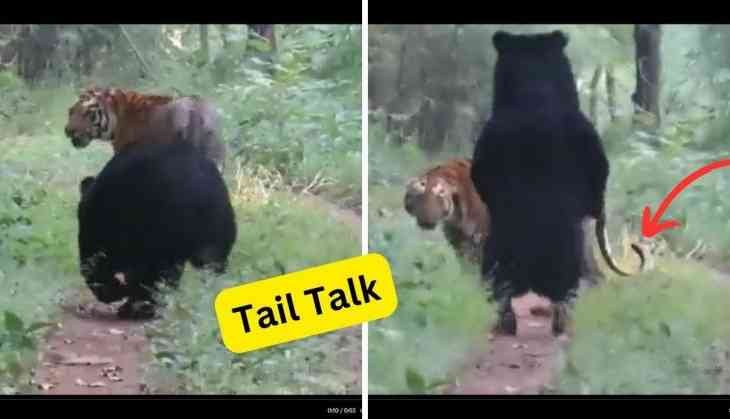 Silent Dialogue Between Tiger and Bear