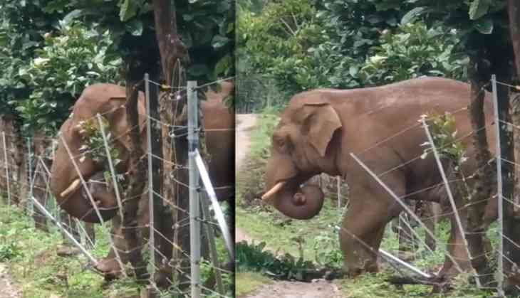 Elephant viral video