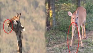Giraffes: Nature's Herbivores with an Intriguing Bone-Chewing Behaviour