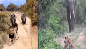Choose Your Battles: A Lesson in Humility from the Animal Kingdom