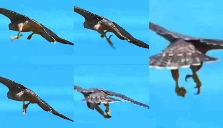 Eagle's aerial acrobatics