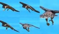 Life Lesson: The Mastery Behind the Majestic Flight