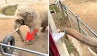Amazing Video: A Glimpse of Freedom from Captivity