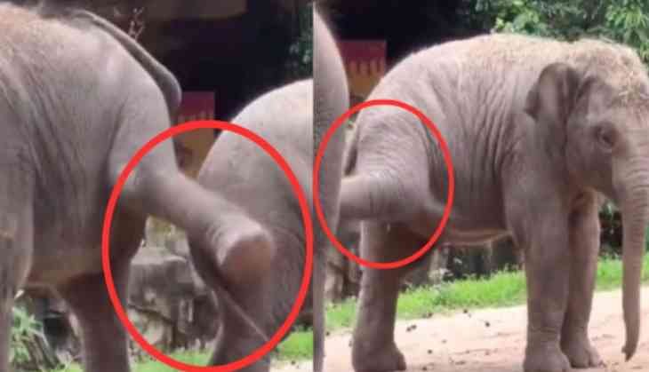 Elephant Playtime Goes Viral