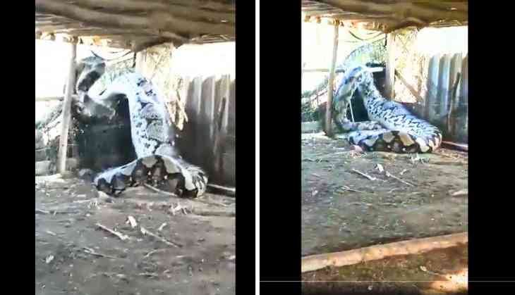 Massive Serpent Captured