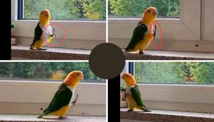 Parrot Mimics Soldier's March