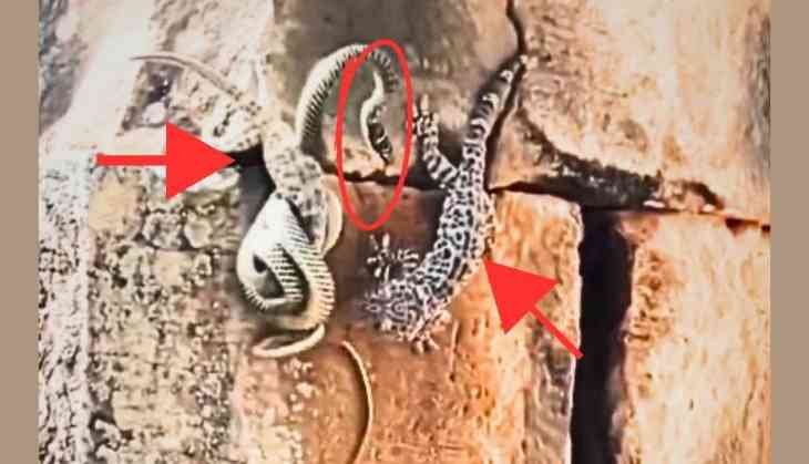 Lizard-snake fight