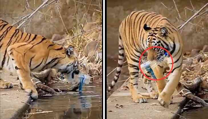 Tiger Tidying Up