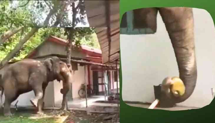 Elephant Showcases Sustainable Harvesting in Assam