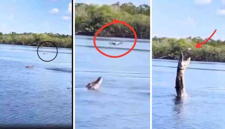 Crocodile Leaps at Drone, Stuns Viewers!